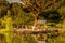 Sunlight reflection in pond with group of goose near pond surrounded by nature forest