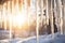 sunlight refracting through long, clear icicles