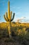 Sunlight Saguaro