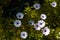 Sunlight shaded on natural beautiful blue marguerite flowers with green leaves in the garden on dark background