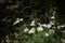 Sunlight shaded the natural beautiful blue marguerite flowers with green leaves in the garden on dark background