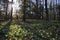 Sunlight and shadow in the forest - beautiful forest floor covered with dried leaves and low growing green plants with trillium wh