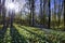 Sunlight and shadow in the forest - beautiful forest floor covered with dried leaves and low growing green plants with trillium wh