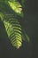 Sunlight and shadow on surface of 2 green fern leaves are growing on dark greenery background