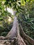 Sunlight shine through leaves into the forest