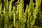 Sunlight shines through light green ladder ferns in a garden setting
