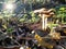 Sunlight that shines over some mushrooms in the forest.