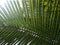 Sunlight shines through unpretty green coconut-palm leaf stalk