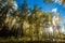 Sunlight shining through colorful forest of aspen trees