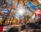 Sunlight shining in golden pine forest with colorful flags prayer flying