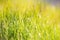 Sunlight is shining through the grassland, meadow in sunshine, farming in the coutryside, rural scene, spring and summer seasons