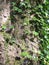 Sunlight shining on ivy growing on a beech tree