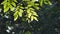 Sunlight shining through the leaves in topical rain forest.