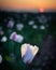 Sunlight shining through an opium poppy at sunset in a field at sunset