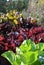 Sunlight shining on an outdoor raised bed of lettuce varieties.