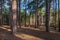 Sunlight shining through pine woodland, at Formby in Merseyside