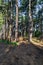 Sunlight shining through pine woodland, at Formby in Merseyside