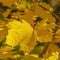 Sunlight shining on radiant yellow leaves in Utah