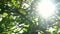 Sunlight shining and the sun flaring and glinting through the leaves and branches of a tree in summer