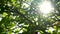 Sunlight shining and the sun glinting through the red and green leaves and branches of a tree