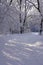 Sunlight Shining Through Trees covered with Hoarfrost along a Walking Trail