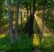 Sunlight shining through trees in forest