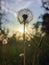 Sunlight shining through a white dandelion flower with blurred background