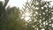 Sunlight shinning through Evergreen Coniferous Leaves. Sunset Sun light coming from green leaf. High quality stock video footage.