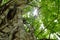 Sunlight spreading through big bodhi tree trunk in Wat Lek Tham Kit ancient Buddhist temple in Thailand