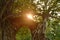 Sunlight spreading on ruin door cover by Bodhi tree at Phra Nakhom ancient Buddhist temple Thailand