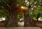 Sunlight spreading on ruin door cover by Bodhi tree at Phra Nakhom ancient Buddhist temple Thailand