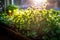 sunlight streaming onto microgreens at golden hour