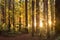 Sunlight streaming through redwood trees. Whakarewarewa, New Zealand