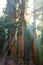 sunlight streams around massive sequoia trees, sequoia nat park, california