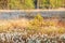 Sunlight on swamp with cotton-grass