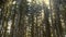 Sunlight through the tall trees slim forest horizontal panning background