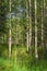 Sunlight throuigh the Aspens by Maroon Lake in Colorado