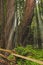 Sunlight thru Giant Redwoods Sequoia sempervirens