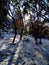 Sunlight thru the trees in a forest covered with snow