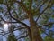 Sunlight Through Tree. The sun brightly shines through the crooked branches of a majestic green tree