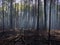 Sunlight Through the Trees of a Charred Forest after Controlled Burn