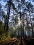 Sunlight Through Trees in Sparse Forest