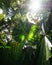 Sunlight on tropical plants in rainforest Kuranda