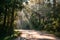 Sunlight through tropical rainforest on winding road in national park