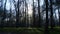 Sunlight trough the trees and forest in the morning, Ginnie Spring, Florida. USA