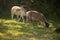 SUNLIGHT ON TWO BLACK AND WHITE DORPER SHEEP