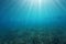 Sunlight underwater with fish and grassy seabed