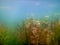 Sunlight Underwater freshwater flora rivers, lakes, pond. Surface.
