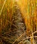 Sunlight wheat field.wheat field way. Beautiful way wheat straw.