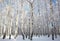 Sunlight winter birch wood